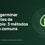 Como germinar sementes de cannabis: 3 métodos e erros comuns
