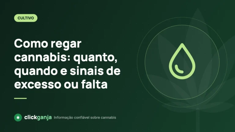 Como regar cannabis: quanto, quando e sinais de excesso ou falta