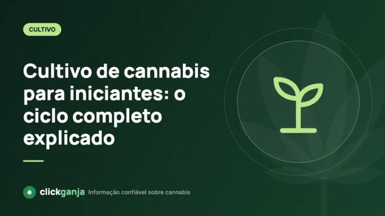 Cultivo de cannabis para iniciantes: o ciclo completo explicado