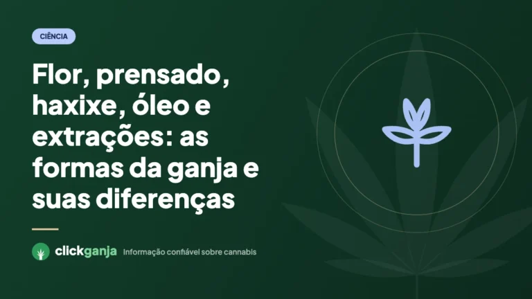 Flor, prensado, haxixe, óleo e extrações: as formas da ganja e suas diferenças