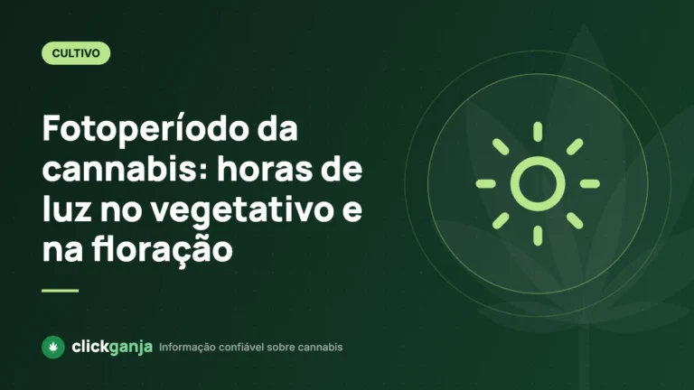 Fotoperíodo da cannabis: horas de luz no vegetativo e na floração