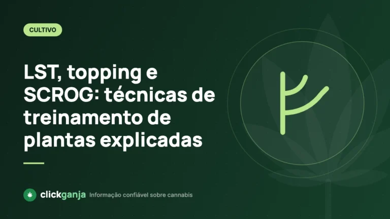 LST, topping e SCROG: técnicas de treinamento de plantas explicadas