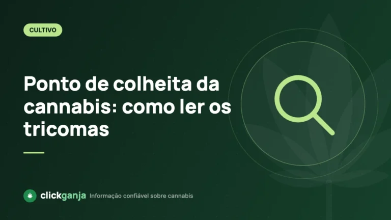 Ponto de colheita da cannabis: como ler os tricomas