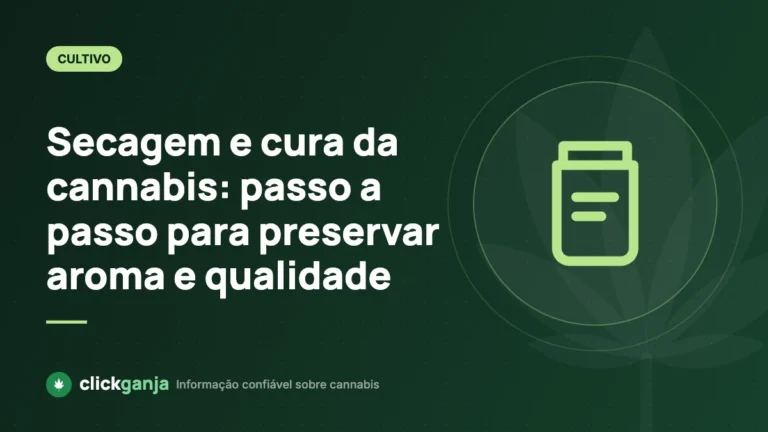 Secagem e cura da cannabis: passo a passo para preservar aroma e qualidade