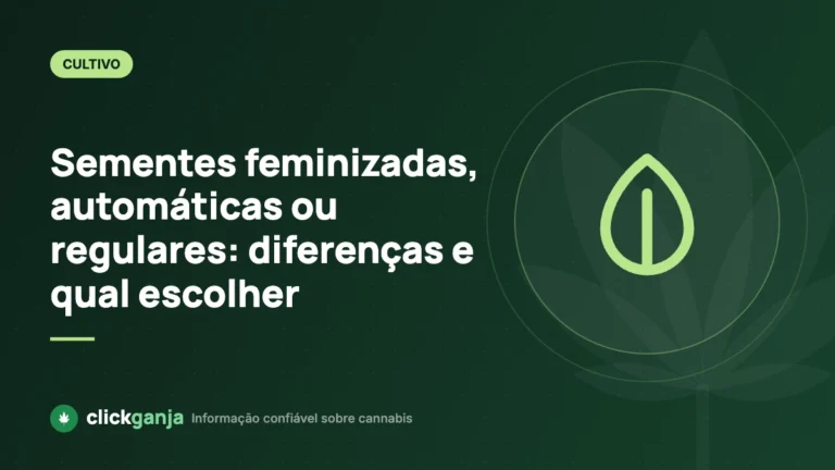 Sementes feminizadas, automáticas ou regulares: diferenças e qual escolher
